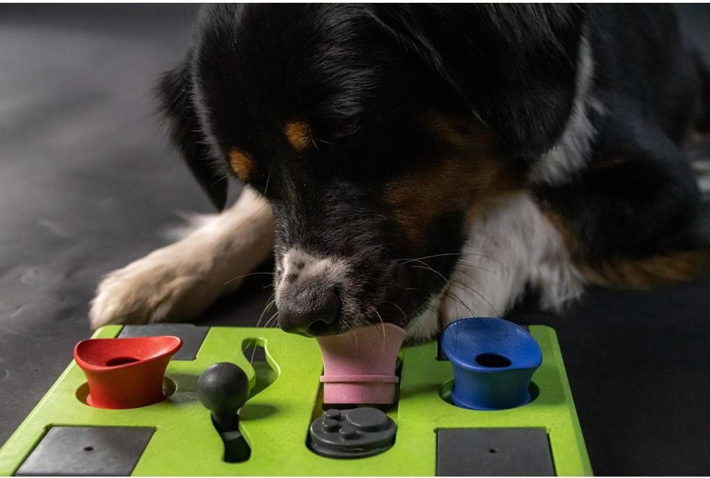 Puzzles for dogs Eat Slow Live Longer Puzzles for dogs Rectangle colourful - 25 cm