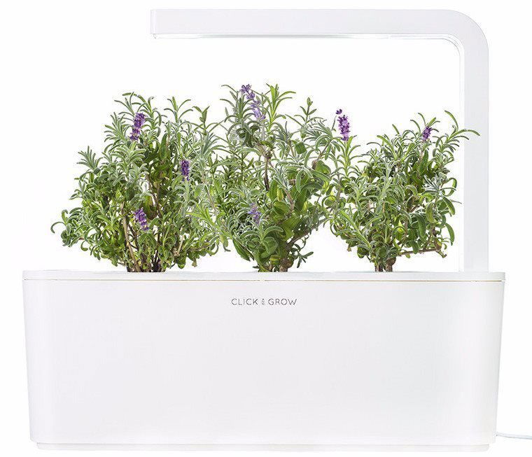 Sazenice Click And Grow Levandule