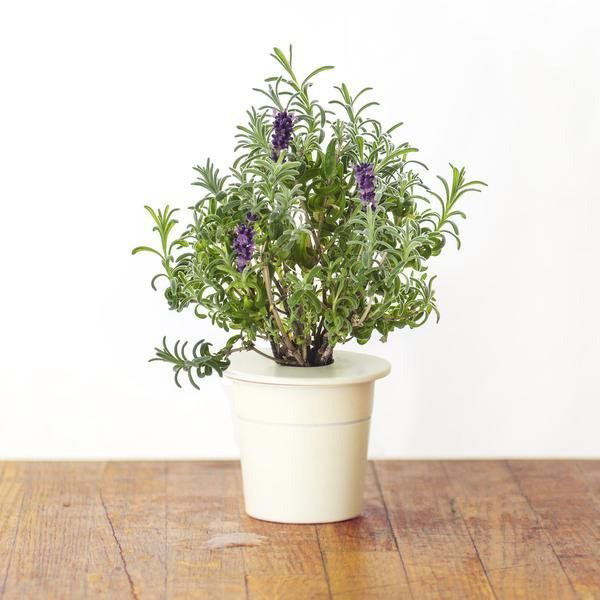 Sazenice Click And Grow Levandule