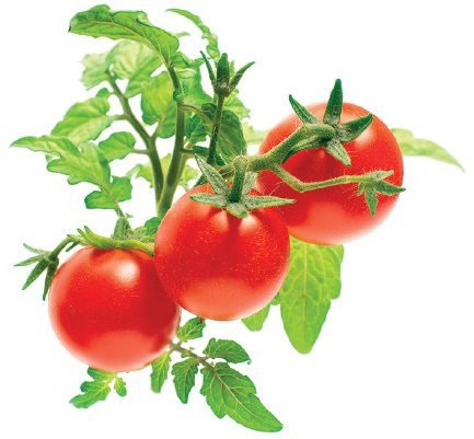Sazenice Click And Grow Rajče mini Sada 3ks náplní včetně semínek, nano Smart půda, úspora 95%