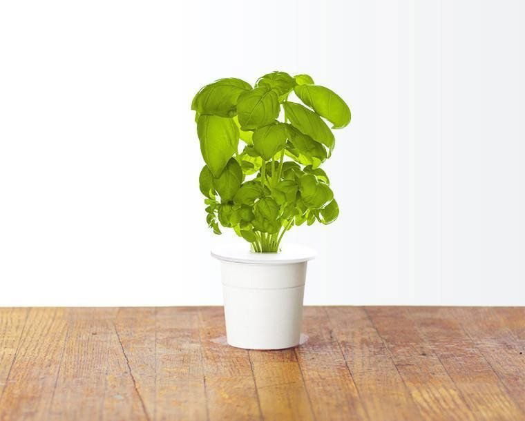 Sazenice Click and Grow Bazalka