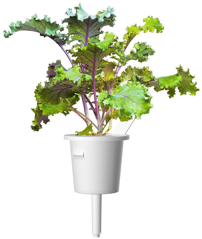 Click and Grow Red Cabbage