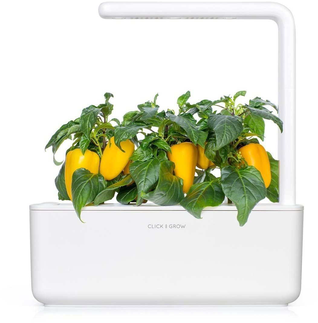 Sazenice Click & Grow Sladká žlutá paprika