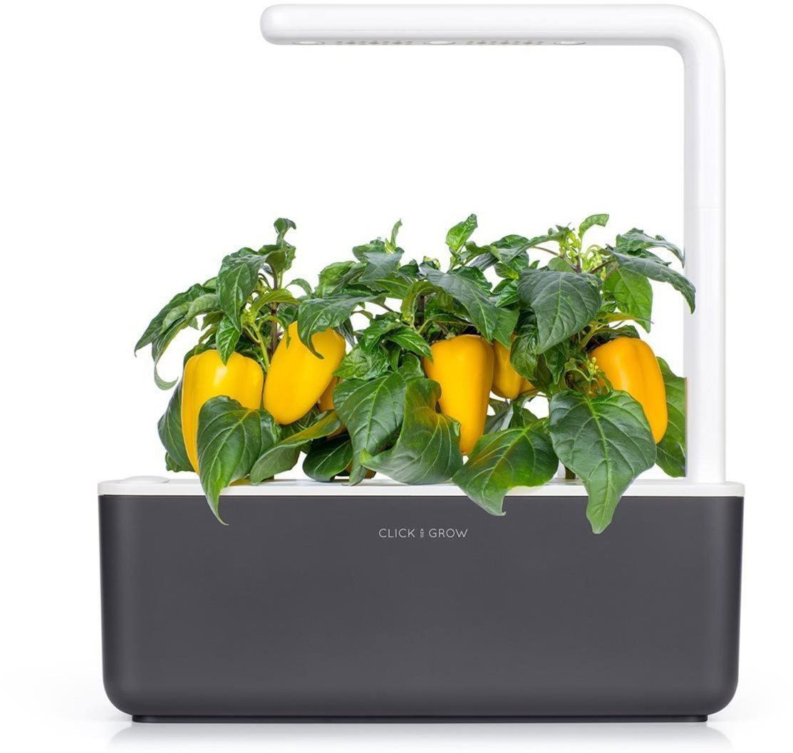 Sazenice Click & Grow Sladká žlutá paprika