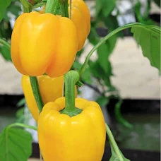 Sazenice Click & Grow Sladká žlutá paprika