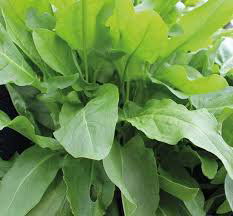 Sazenice Click and Grow Mix Salátů