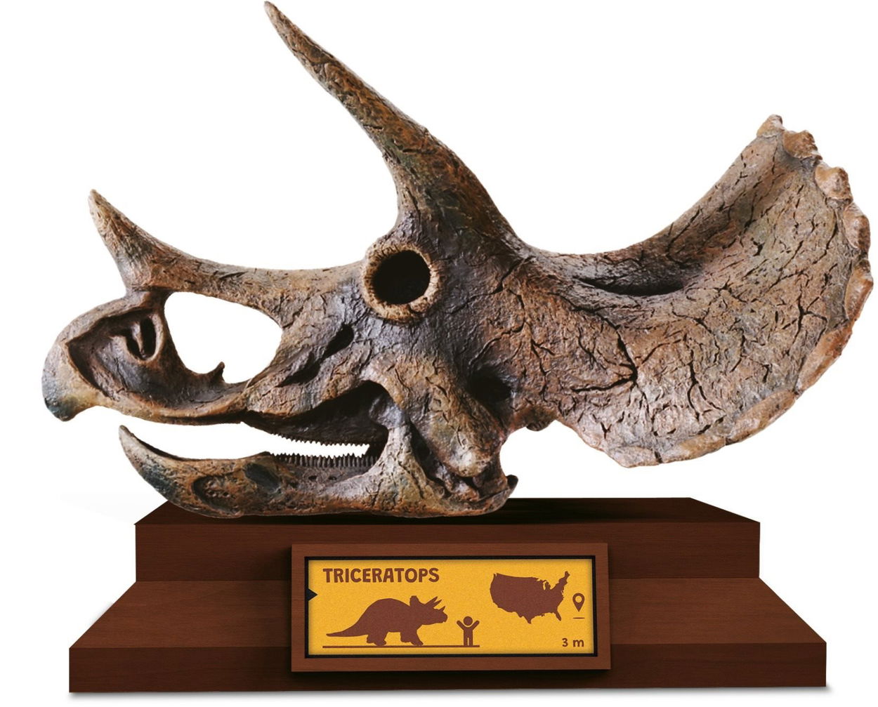 Lovci Lebek Triceratops