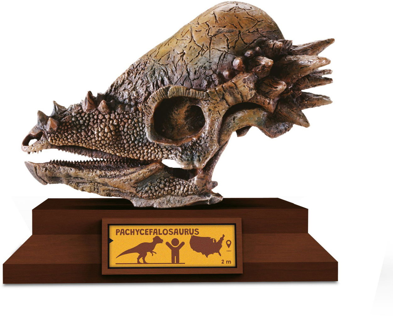 Lovci Lebek Pachycephalosaurus