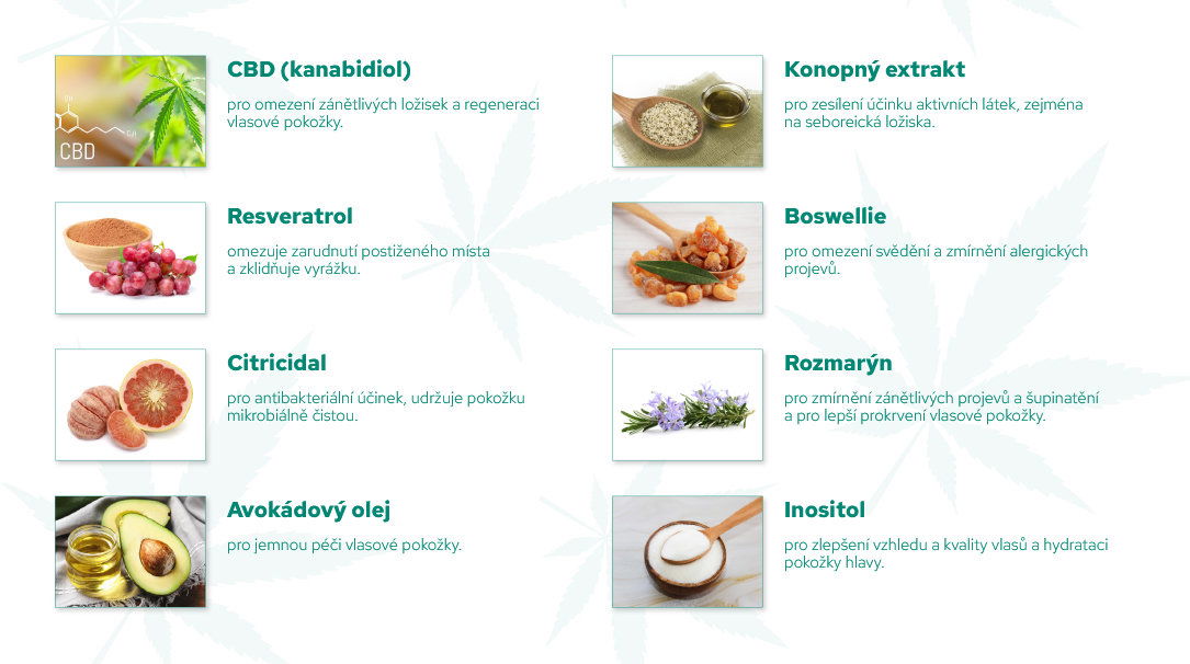 Šampon CANNADERM Capillus Seborea CBD+ Šampon 150 ml