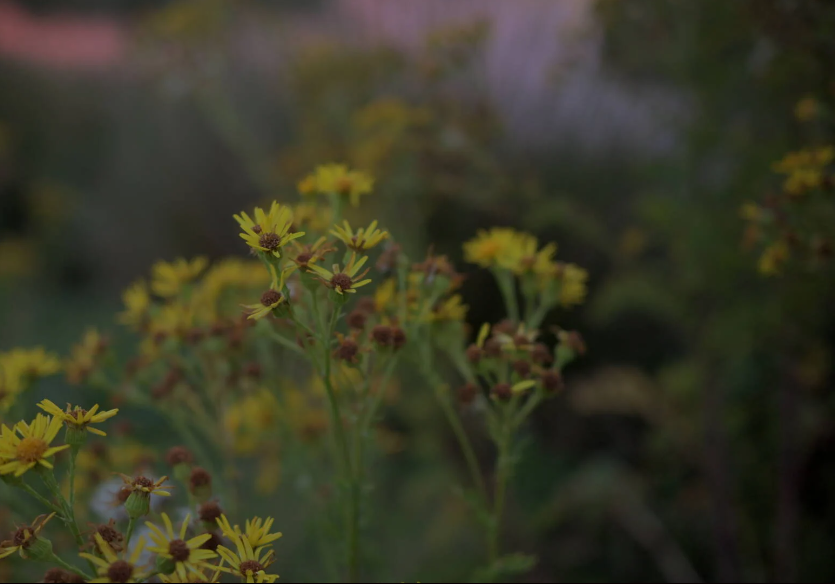 Digitální fotoaparát Nikon Z50 II + Z DX 16-50 mm f/3,5-6,3 VR