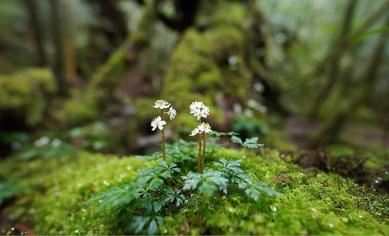 Sony FE 14mm f/1.8 GM lens