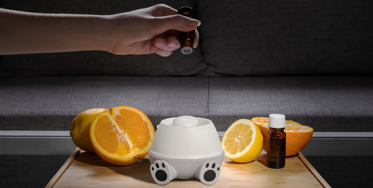 Siguro Koala’s Lullaby K355Y