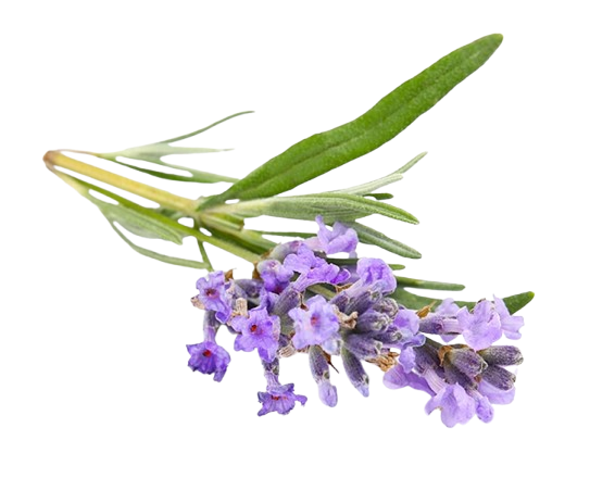 Blendea Sleep Drops 10ml