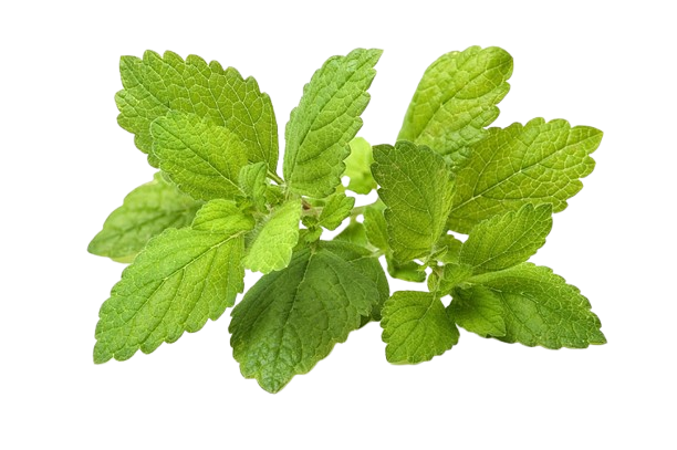 Blendea Sleep Drops 10ml