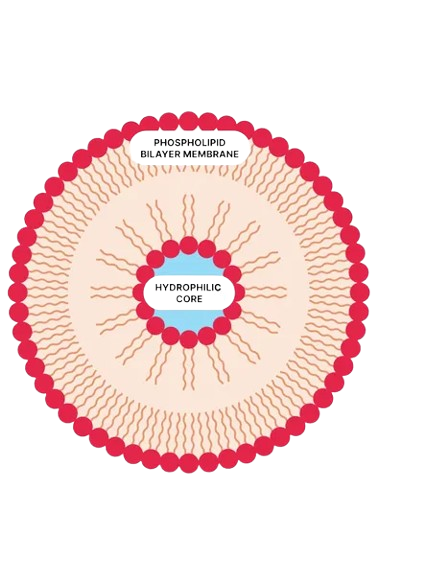 Vilgain Liposomal Vitamin D3
