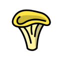 Oyster Mushroom