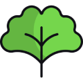 Ginkgo biloba
