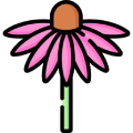 Echinacea