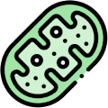 Mitochondriálna podpora a energia