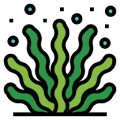Spirulina