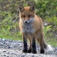 Marie Kubátová: The Fox's Tale - Marie Kubátová