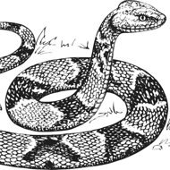 František Pavlíček: snakeskin - František Pavlíček