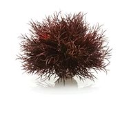 biOrb Aquatic sea lily crimson - Aquarium Decoration