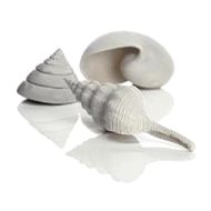 biOrb Sea shell set 3 white - Aquarium Decoration