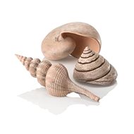 biOrb sea shells natural - Aquarium Decoration