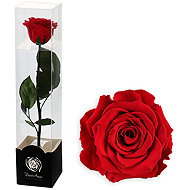 ALTX Preserved Rose on a 30cm stem, fuchsia - Artificial Flower