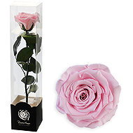 ALTX Stabilised Rose on a 30cm Stem, Pink - Artificial Flower
