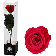 ALTX Preserved Rose on a 30cm Stem Red - Artificial Flower