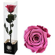 ALTX Stabilised Rose on a 30cm Stem, Vintage Pink - Artificial Flower