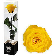 ALTX Preserved Yellow Rose on a 30cm Stem - Artificial Flower