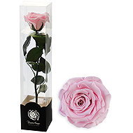 ALTX stabilised pink rose on a stem 60cm - Artificial Flower