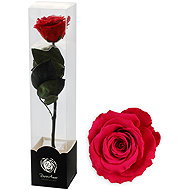 ALTX Stabilised rose on a stem 60cm red - Artificial Flower