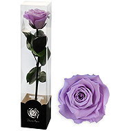 ALTX Stabilised rose on a stem 60cm lilac - Artificial Flower