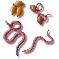 Animal Life Life Cycle Earthworms - Figure