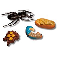 Animal Life Life Cycle of the Hornbill - Figure