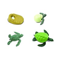 Animal Life Life Cycle Sea Turtles - Figure