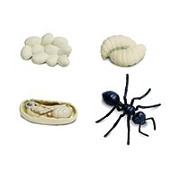 Animal Life Life Cycle Ants - Figure