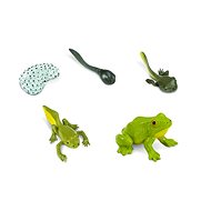 Animal Life Life Cycle Frogs - Figure