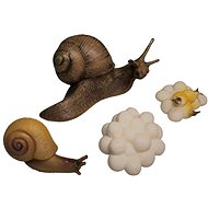 Animal Life Life Cycle of the Snail - Figure
