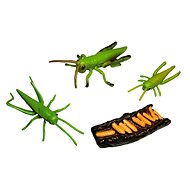 Animal Life Life Cycle Grasshoppers - Figure