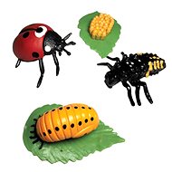 Animal Life Life Cycle of Ladybug - Figure