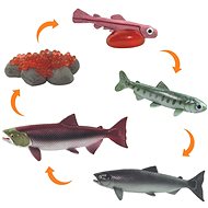 Animal Life Life Cycle of Salmon - Figure