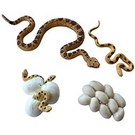Animal Life Life Cycle of the Snake - Figure