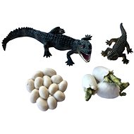 Animal Life Crocodile Life Cycle - Figure