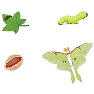Animal Life Life Cycle Moths - Figure
