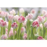 KOMAR - Paper Wall Mural  8-708 - Photo Wallpaper